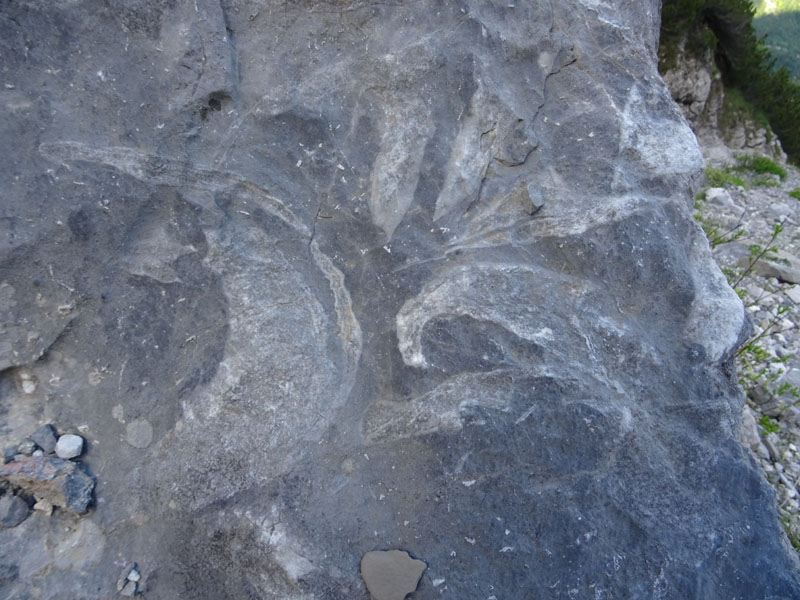 mai vista tanta bellezza !!!!! (Megalodon sp.)